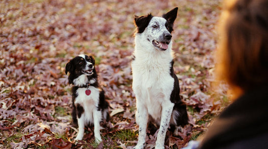 How To Advocate For Your Dog 🐾